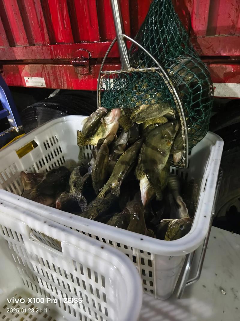 探寻渔业新趋势：高建新水产引领行业变革