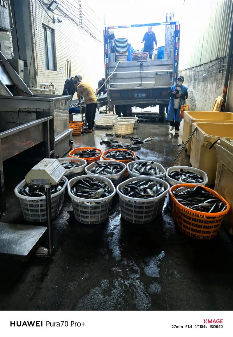 上海水产批发：新鲜食材背后的市场风云