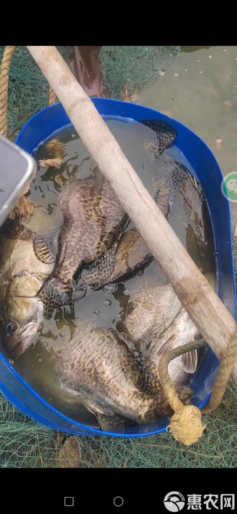 活鱼批发
